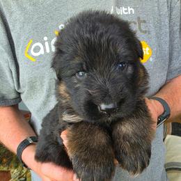 Legacy - Black and red male German Shepherd puppy in Columbus, Indiana from Stony Lonesome GSD