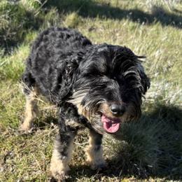 Aussiedoodles and Bernedoodles from Sleepy Hollow Mountain Doodles