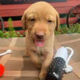 Red boy - Yellow male Labrador Retriever puppy in Monticello, Georgia from Hollow Meadows Retrievers