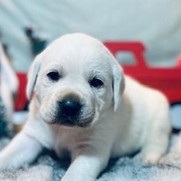 Labrador Retrievers from Frost Creek Ranch