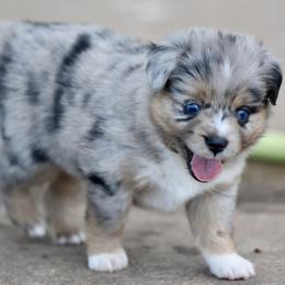 Stella - Blue merle female Toy Australian Shepherd puppy in Wichita Falls, Texas from Shooting Stars Ranch Toy and Mini Aussies