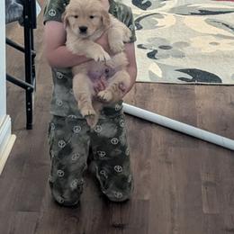 Dragon - Golden male Golden Retriever puppy in Amherst, Virginia from Clearvu Kennels