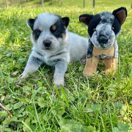 Coconut - Blue female Australian Cattle Dog puppy in Olive Hill, Kentucky from Tompkins Farm