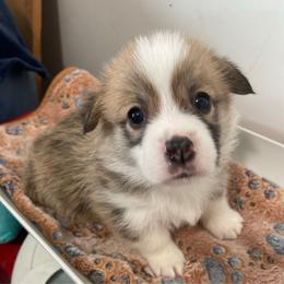 Titus - Red male Pembroke Welsh Corgi puppy in Grenada, California from California Corgi Butts