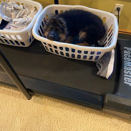 German Shepherd Puppies from Badenheath German Shepherds