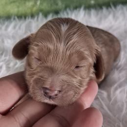 Boy 2 - male Cavapoo puppy in Centerton, Arkansas from Velvet Paws Cavapoos