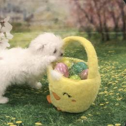 Buttercup - White female Maltese puppy in North Myrtle Beach, South Carolina from Perfect Puppies