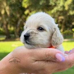 Miss. Orange-3200 - Cream female Dachshund puppy in Ocala/Gainesville, Florida from From the Heart Doxies