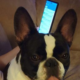 Kandi - French Bulldog