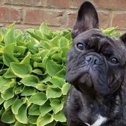French Bulldogs from SullyBee French Bulldogs