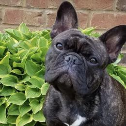 French Bulldogs from SullyBee French Bulldogs