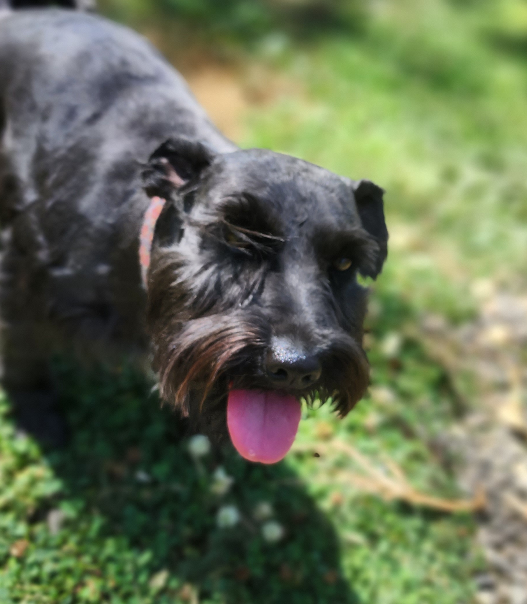 Marlo - Miniature Schnauzer