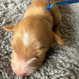 Boy 3 - Red male Dachshund puppy in Eureka, California from Seaside Doxies