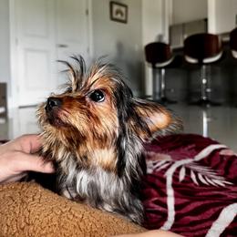 Missi - Blue and gold female Yorkshire Terrier puppy in Cape Coral, Florida from Katherine’s Yorkies and Poodles