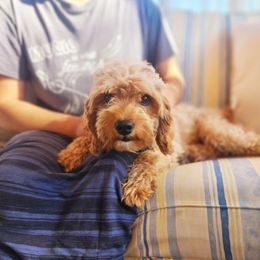 Pippy - Cavapoo