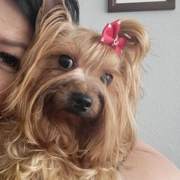 Yorkshire Terriers from Furever Paws