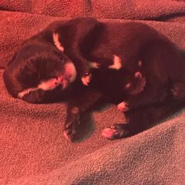 Yellow Lily - Brindle female Boxer puppy in Searcy, Arkansas from St. John’s Boxer Butts