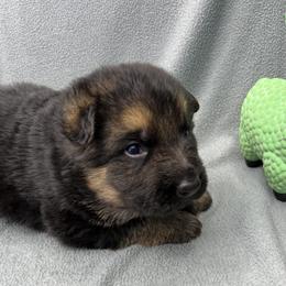 Boy 3 - Black and tan male German Shepherd puppy in Sharon Grove, Kentucky from Julie’s Shepherds