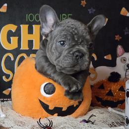 Codi - Blue male French Bulldog puppy in Tulsa, Oklahoma from Hart's Chihuahuas