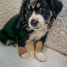 Australian Mountain Doodle, Bernedoodle, Companion Cross, and Shihpoo Puppies from Perfect Companion Puppies