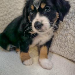Australian Mountain Doodle, Bernedoodle, Companion Cross, and Shihpoo Puppies from Perfect Companion Puppies