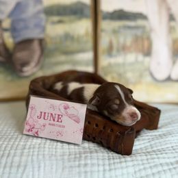 June Carter Cash - White, chocolate and tan female Rat Terrier puppy in Cushing, Oklahoma from Northwoods Rat Terriers