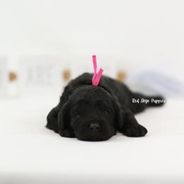 Belle (Pink Collar Girl) - Black female Cavapoo puppy in Republic, Missouri from Red Skye Puppies