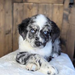 Bentley (Green collar) - Blue merle male Australian Shepherd puppy in Coulee City, Washington from Mr and Mrs Doodle Farm