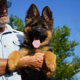 Yellow collar - Black and red female German Shepherd puppy in Chrisney, Indiana from Indiana German Shepherds