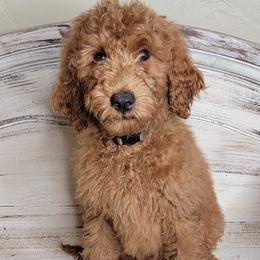 Rooster (Grey Collar) - Red  male Goldendoodle puppy in Scurry, Texas from 07 Seven Oaks Goldens and Doodles