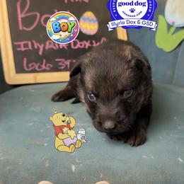 Pooh - Sable male German Shepherd puppy in Livingston, Kentucky from Illyria Dox & GSD