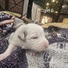 Aurora (girl 6) - Dilute red female Australian Shepherd puppy in Puryear, Tennessee from Double G Ranch