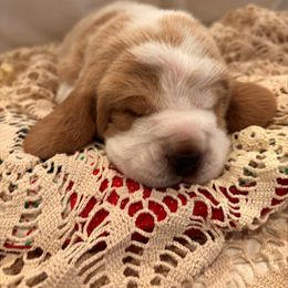 Gray Collar- Holly - Lemon and white female Basset Hound puppy in Hattiesburg, Mississippi from The Kennels at Tate Farm