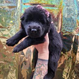Cotton candy - Black female German Shepherd puppy in Fort Jennings, Ohio from Von Holtzapple German shepherds