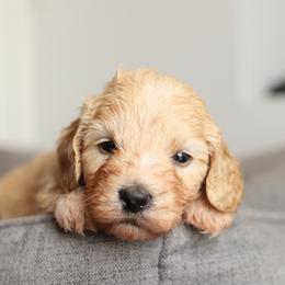 Red - Cream male Australian Labradoodle puppy in Williamstown, New York from Lewis Manor Labradoodles