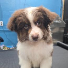 Cooper - Red tri-color male Miniature American Shepherd puppy in Shreveport   Bossier, Louisiana from Jem Miniature American Shepherds