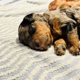 Goldendoodle Puppies from Las Vegas Mini Golden Doodles - John Walker