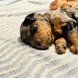 Goldendoodle Puppies from Las Vegas Mini Golden Doodles - John Walker
