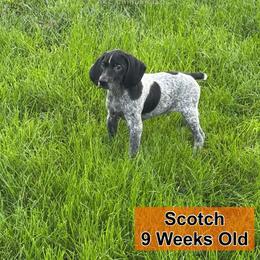 Scotch - Black and white male German Shorthaired Pointer puppy in Columbus, Nebraska from Prancy Pawz