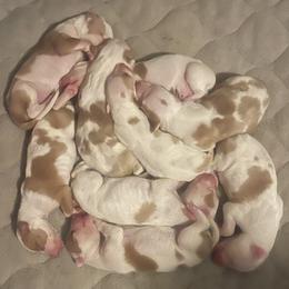 Ibizan Hound puppies from Nevaeh Ibizan Hounds