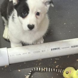 Splash - Black and white female Cardigan Welsh Corgi puppy in Snohomish County, Washington from Oryan Goldens and Pugs and Cardinali Cardigan Welsh Corgi