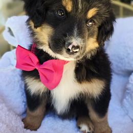 Aussiedoodle, Australian Shepherd, Miniature American Shepherd, Miniature Australian Shepherd, and Poodle Puppies from Foothill Aussies