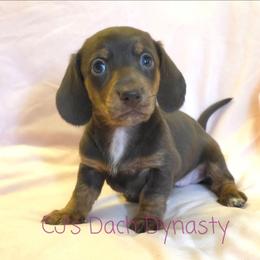MAY 4000 - Chocolate and tan female Dachshund puppy in Gatesville, Texas from CJ's Dach Dynasty