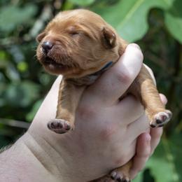 Blue Boy - Dark golden male Golden Retriever puppy in Gonzales, Louisiana from True Grit Golden Retrievers