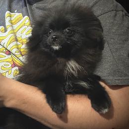 Coco - Pomeranian