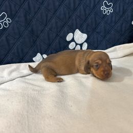 Olive - Red female Dachshund puppy in Pearland, Texas from Lori Li's Doxies