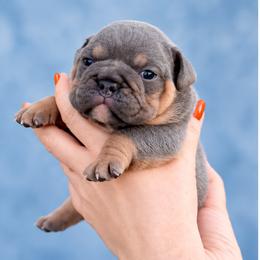 Mickey - Blue tri-color male Bulldog puppy in Seattle, Washington from mama Myra bulldogs