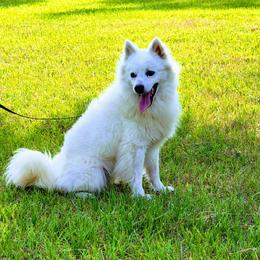 Snow - American Eskimo Dog