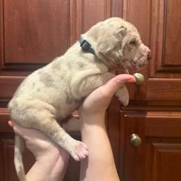 Hunter green collar - Merle male Great Dane puppy in Ider, Alabama from Sand Mountain Danes LLC