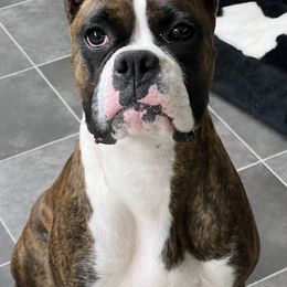 Boxers from Chilham Boxers